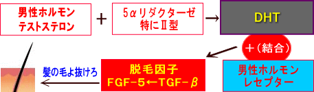 FGF-5の働き
