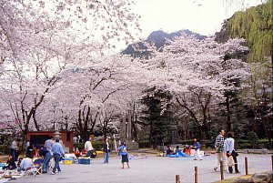 番外編 岐阜公園 桜