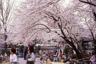 番外編 岐阜公園 桜